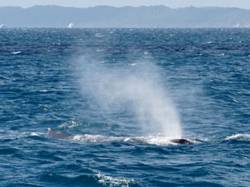 62_17 Whale watch in Hervey Bay, QLD.JPG