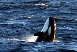 96 Norway. Marine cruise & snorkeling with orcas (Nov. 2022).jpg