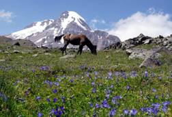 48 Georgia. Mt. Kazbek (July
                                  2017).JPG