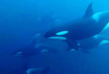 96a Norway. Snorkeling with orcas (Nov. 2022).jpg