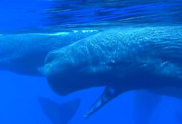 90 Sri Lanka. Underwater (Apr. 2022).jpg