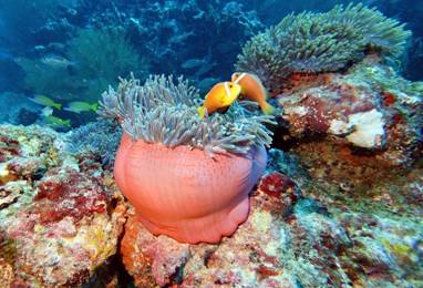 81 Maldives reef dives (July 2021).JPG