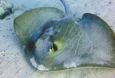 82 Maldives other dives (July 2021).JPG