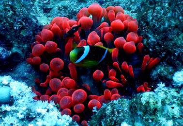 63 Diving safari in Sharm el Sheikh (Apr. 2019).JPG