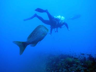 62_15 SS Yongala dive, QLD.JPG
