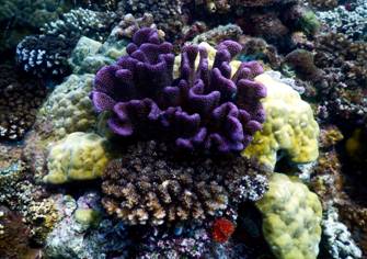 39 Reef dives. Fiji (Apr. 2017).JPG