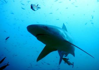 40 Wreck dives & shark dives. Fiji (Apr. 2017).JPG