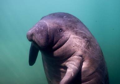 37_15 North Florida, USA (Oct. 2016).JPG