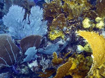 37_18 Snorkeling in Pennekamp, Florida (Oct. 2016).JPG