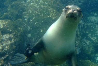 19C Snorkeling on Galapagos Islands (July 2009).jpg