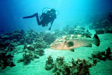 08 Diving in Dahab (Sep. 2004).JPG