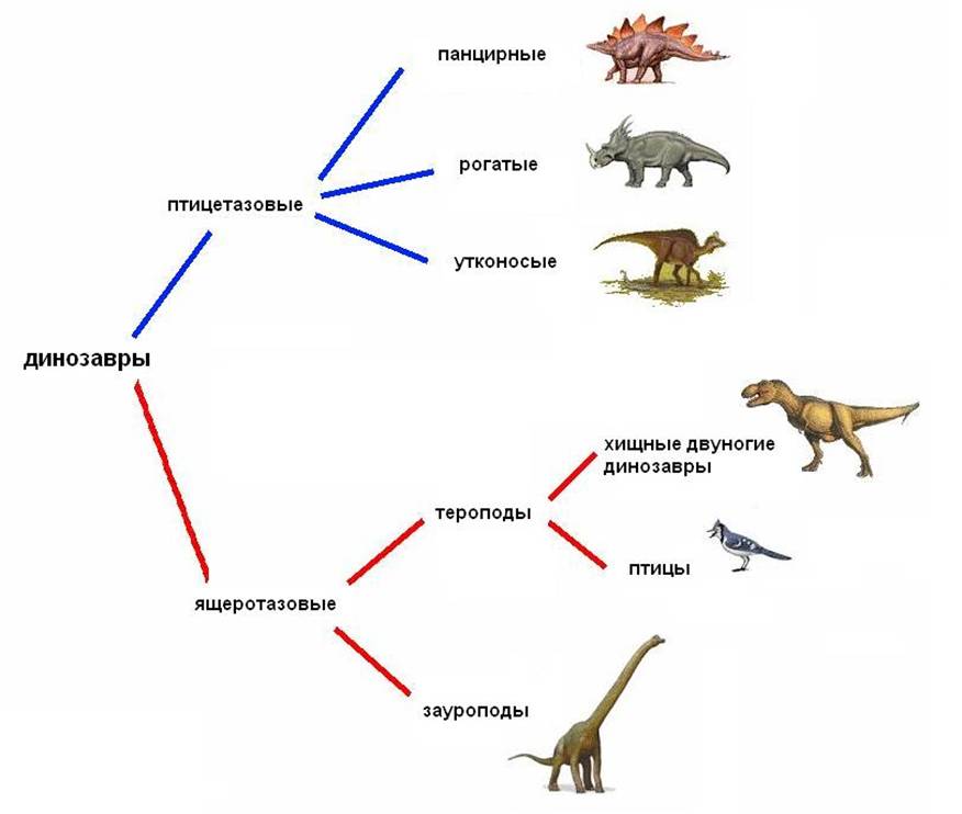 06 cladogram.JPG