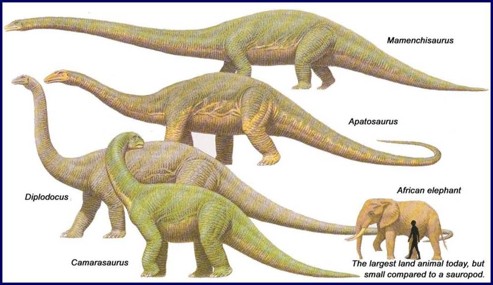 08 sauropods vs elephant & homo.jpg
