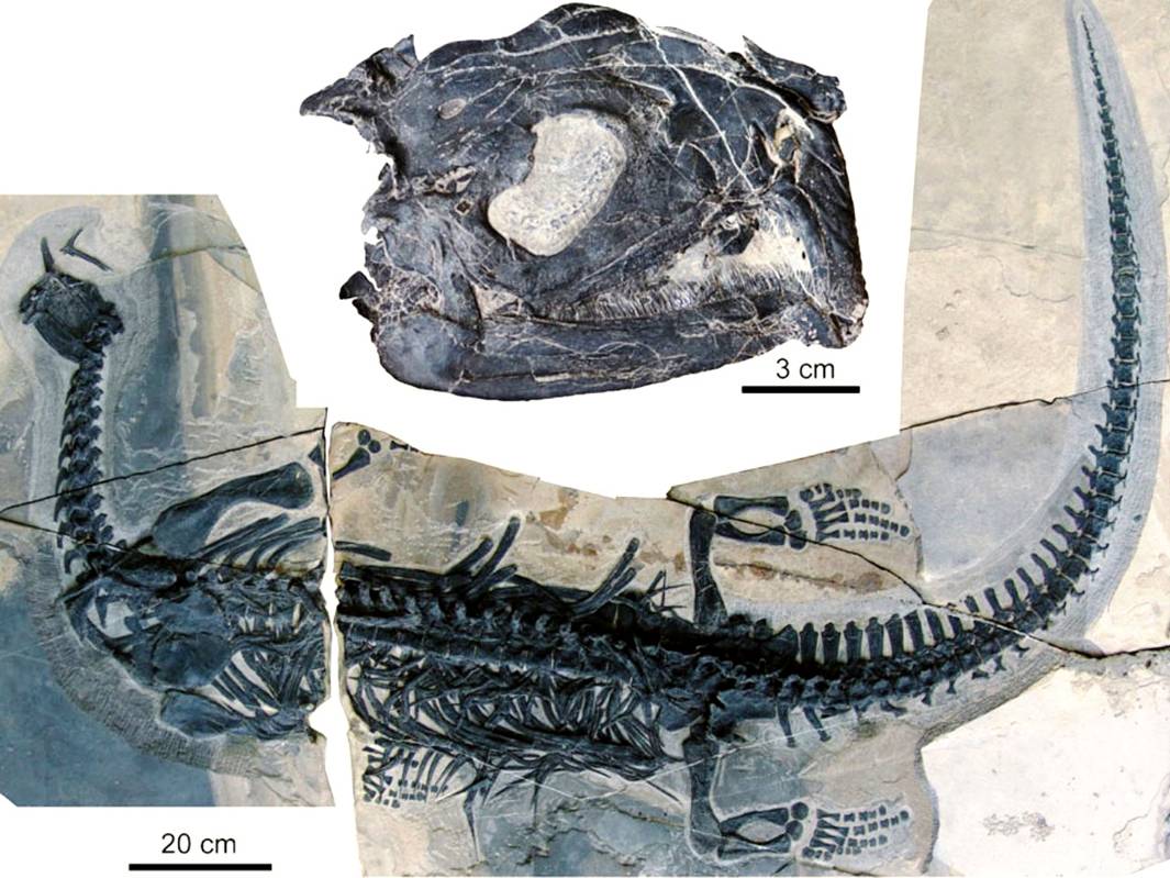 02 Atopodentatus fossil - sceleton.jpg