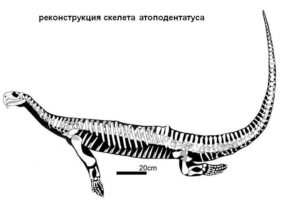 03 Atopodentatus fossil - sceleton reconstruction.jpg