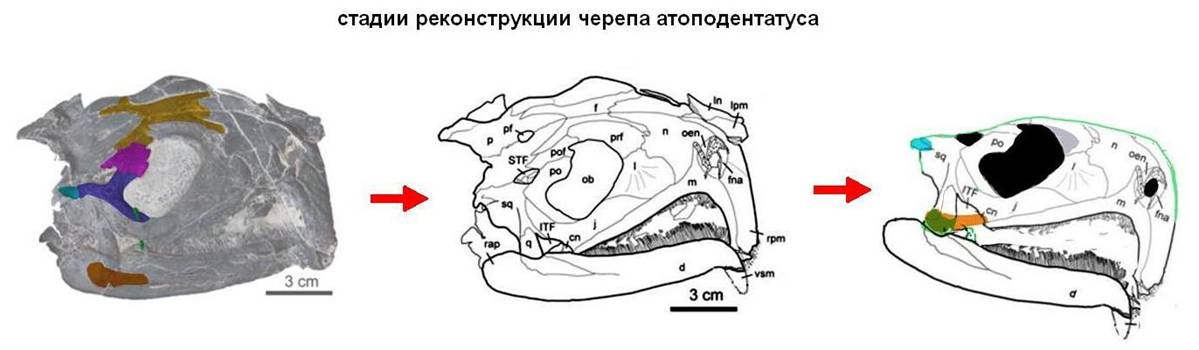 04 Atopodentatus fossil - skull reconstruction.jpg