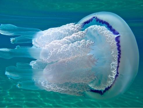05 Jellyfish.jpg