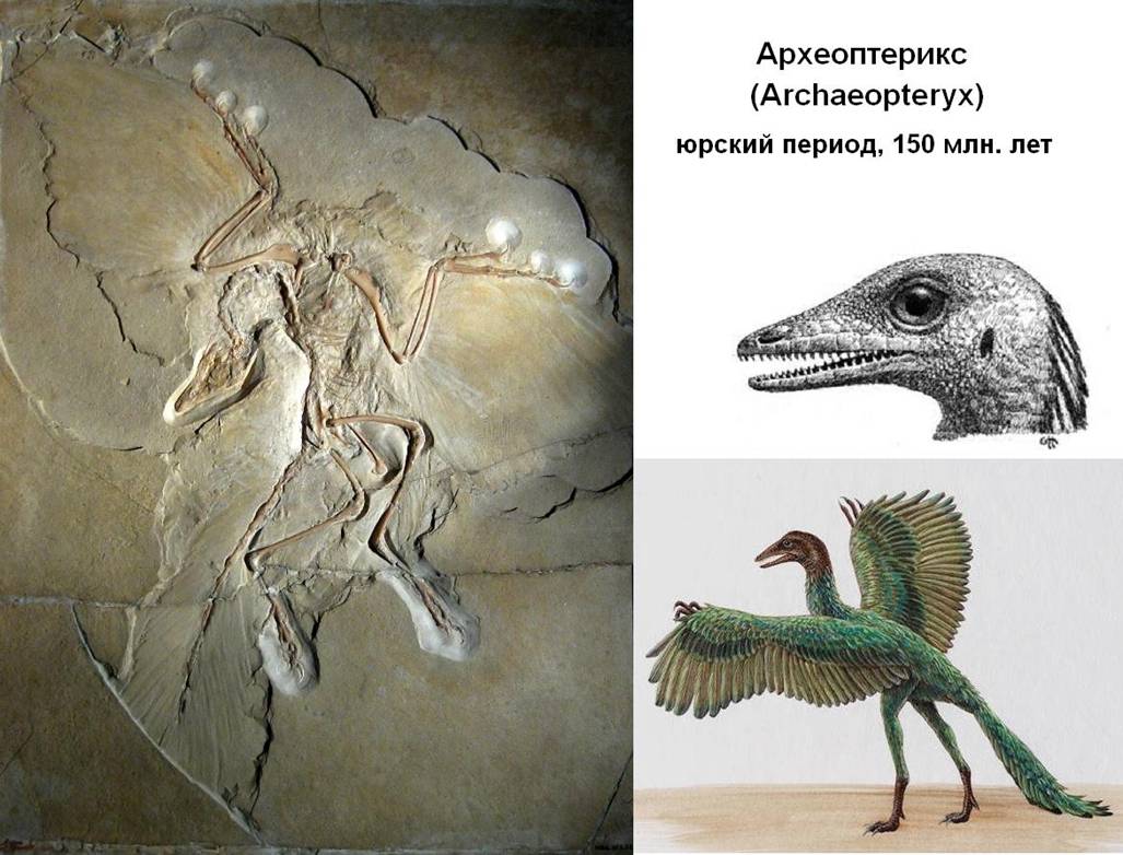 01 Archaeopteryx_lithographica.jpg