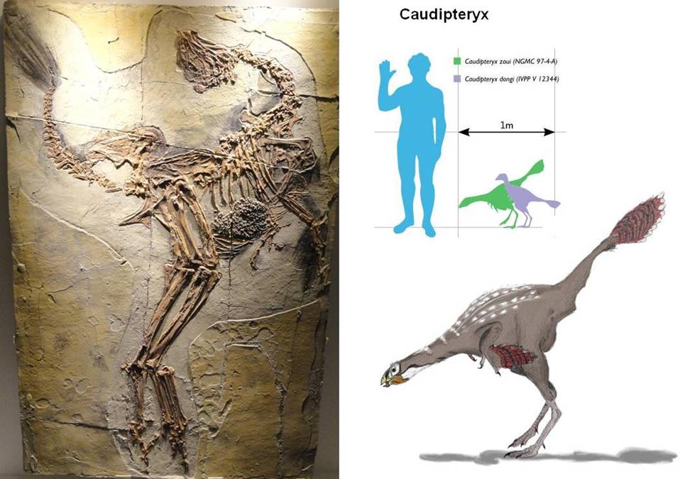 11 Caudipteryx zoui.JPG