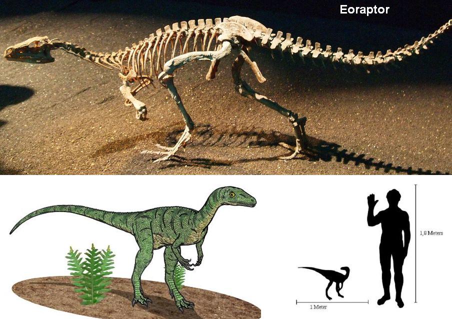 08 Eoraptor.jpg