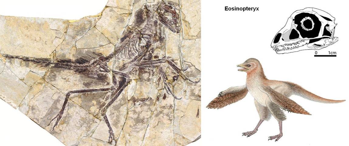 12 Eosinopteryx.jpg