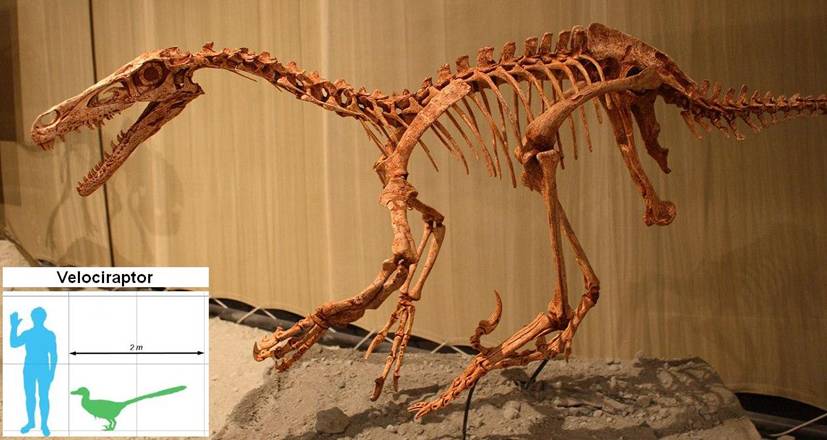 16 Velociraptor sceleton.jpg