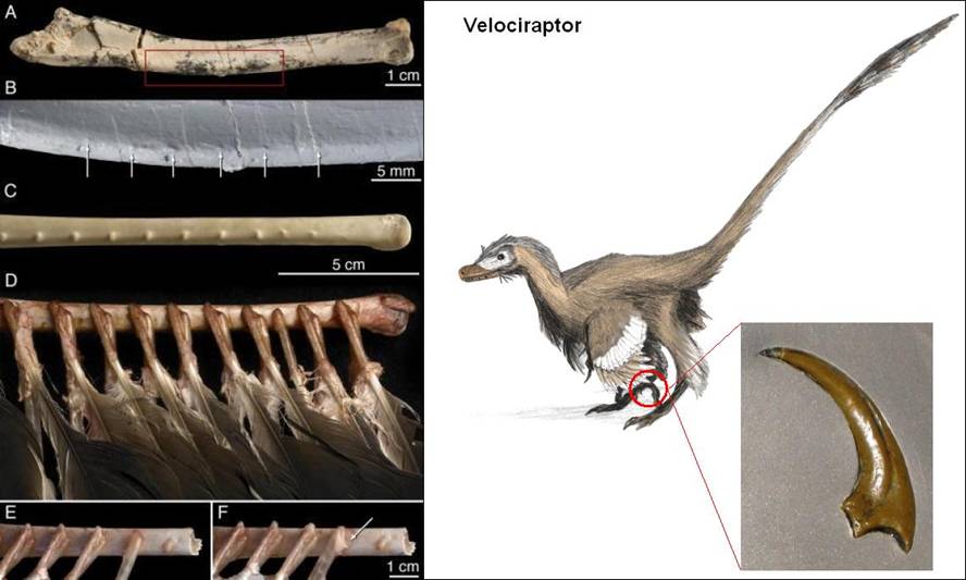 17 Velociraptor head feathers.jpg