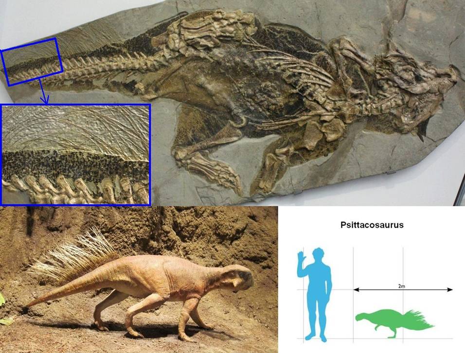 38 Psittacosaurus mongoliensis.jpg