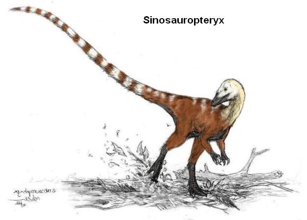 43 Sinosauropteryx_colour.jpg