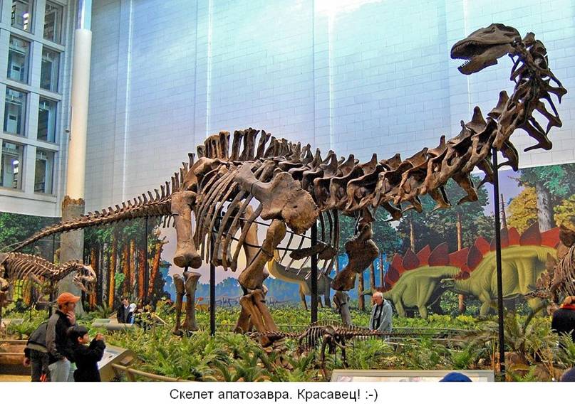 1 Apatosaurus sceleton.jpg