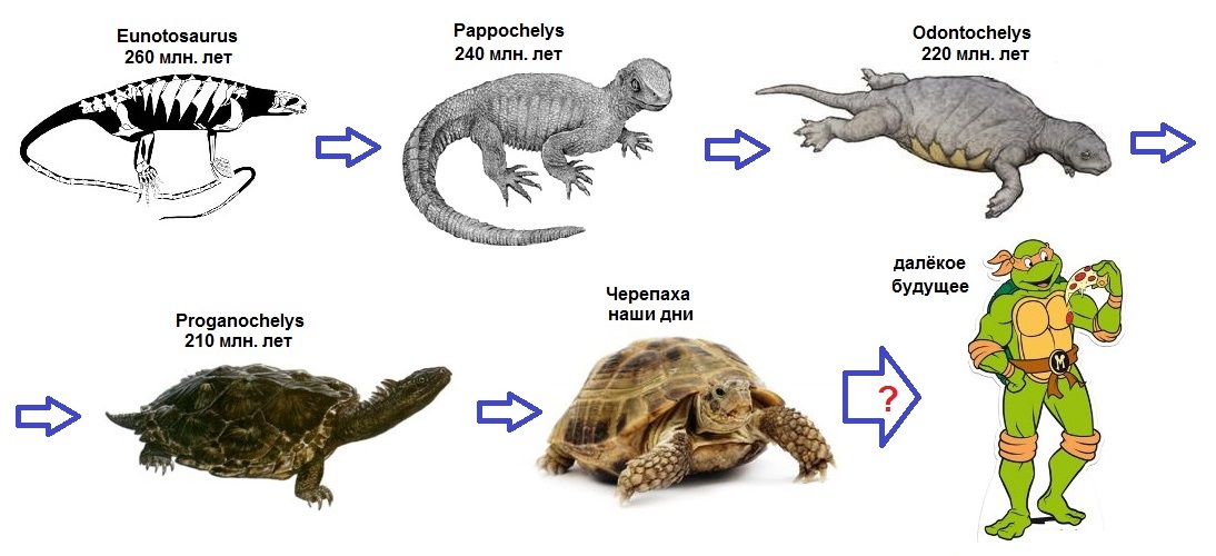 01 evolution of turtles.jpg