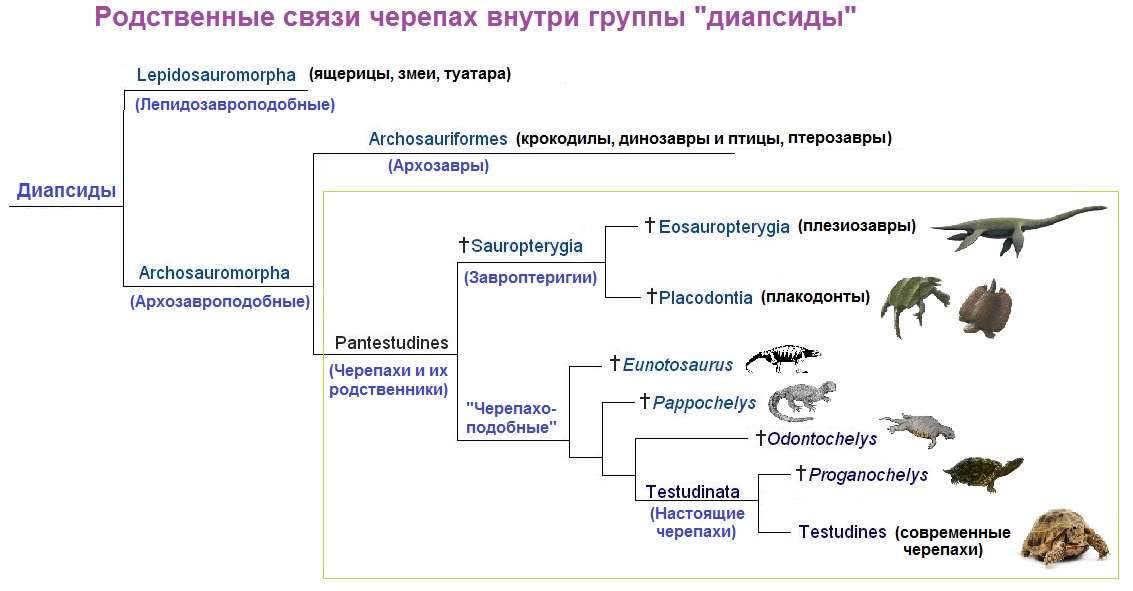 03 Phylogenia of Sauria (Testudinate - Archosaurs).jpg