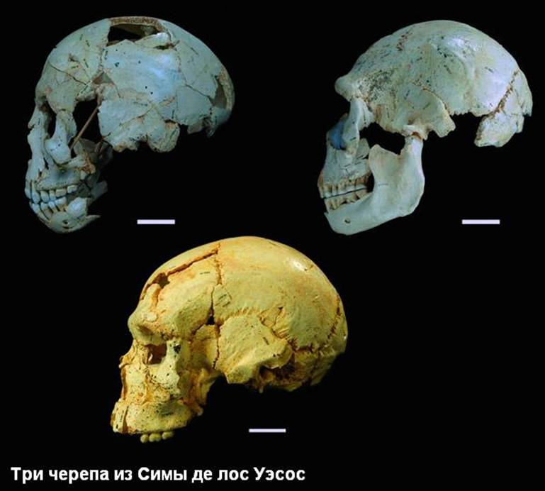 02 Sima-de-los-Huesos-hominins_cranium.jpg
