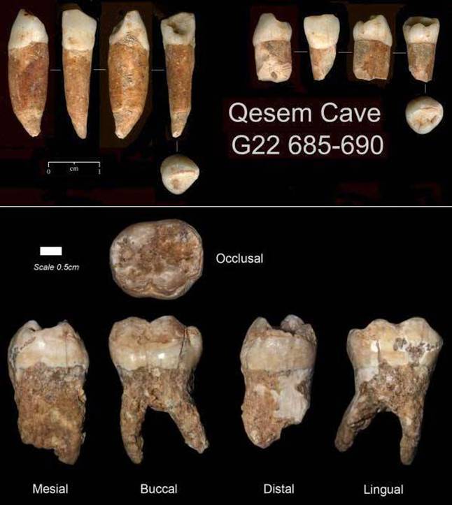 05 Qesem - teeth.jpg