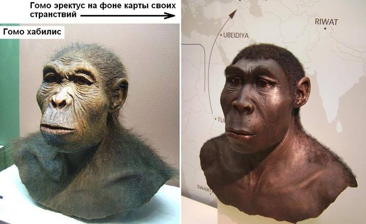 13 Homo habilis & erectus.JPG