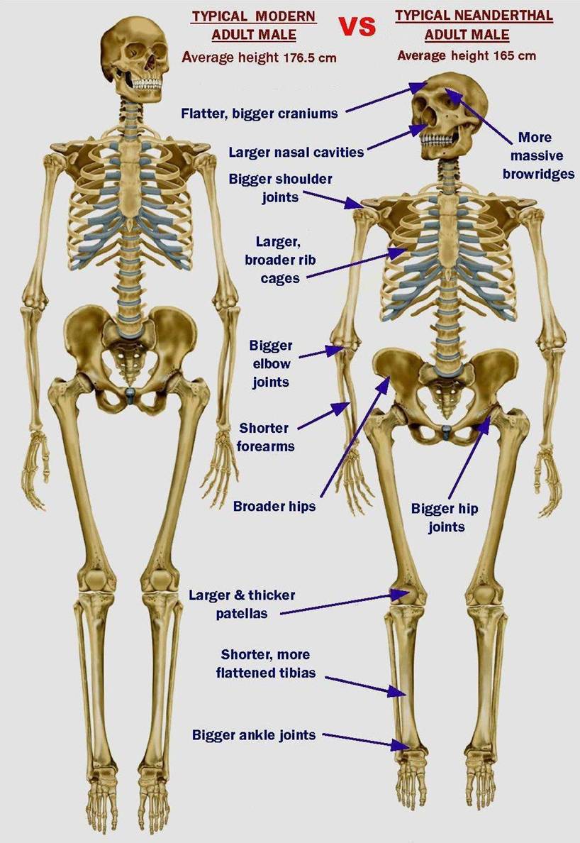 56 Human vs Neanderthal skeleton compare.jpg