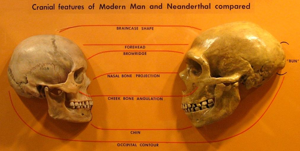54 Human vs Neanderthal skull compare.jpg