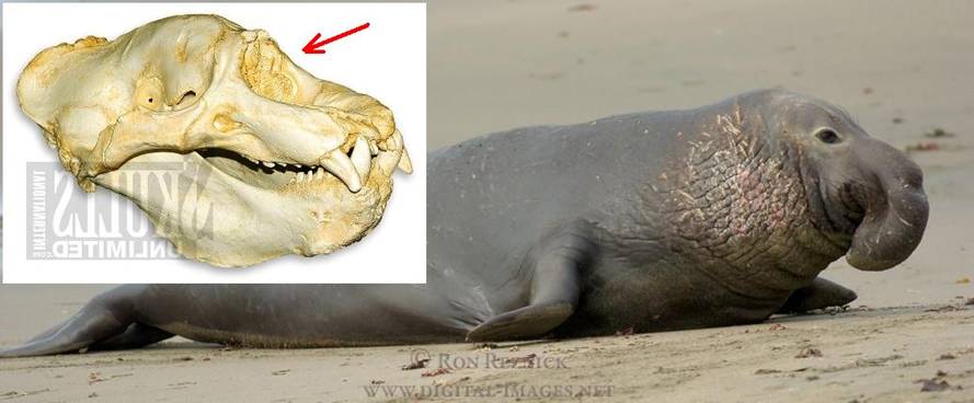 012 Elephant seal.jpg