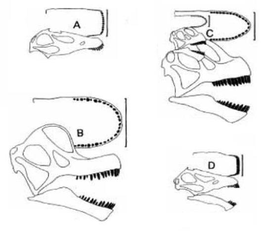 018 Sauropod mouth widths vs other animals.jpg