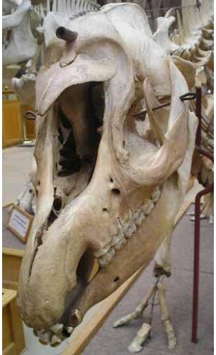 020 Tapirus skull.jpg