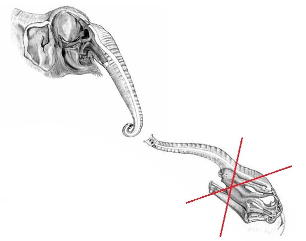 022 Elephas-Diplodocus-compared.jpg