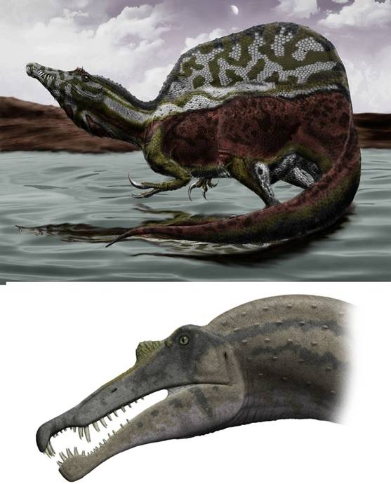 06a Spinosaurus - reconstruction.jpg