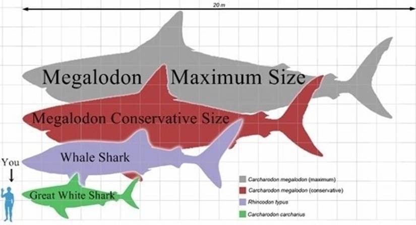 10a Megalodod vs Great White Shark.jpg