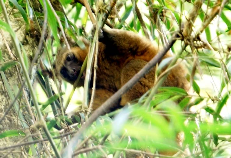 02_2 Golden bamboo lemur DSC01176.JPG