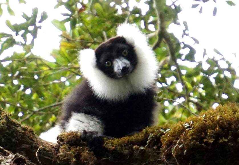 04_2 Black-and-white ruffed lemur DSC01471.JPG