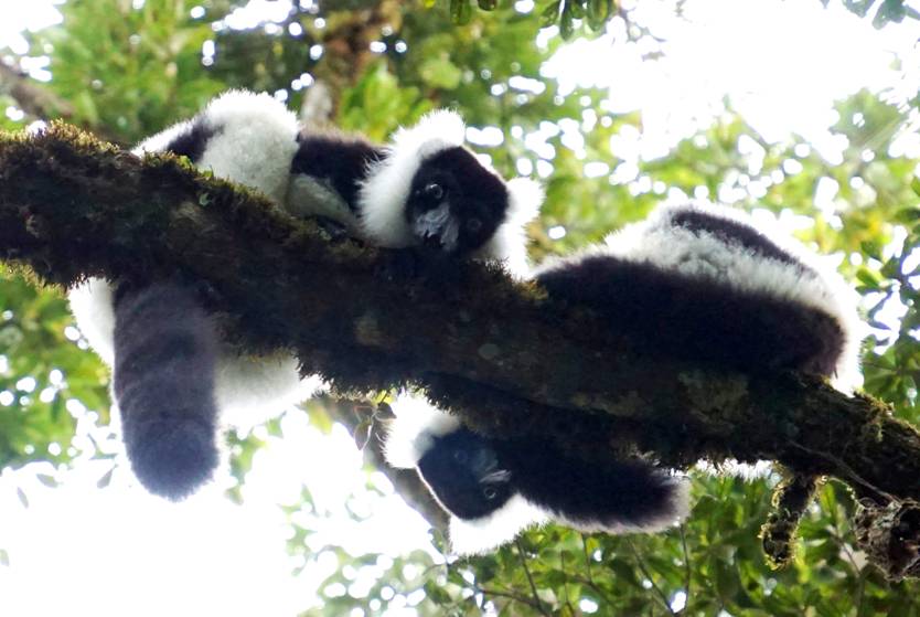 04_3 Black-and-white ruffed lemur DSC01478.JPG