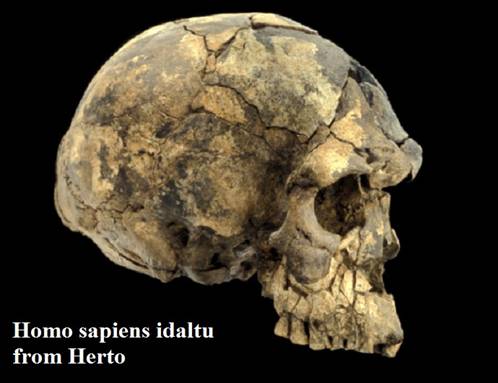 10 Homo sapiens idaltu (Herto).jpg