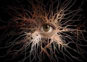 nervous system.jpg